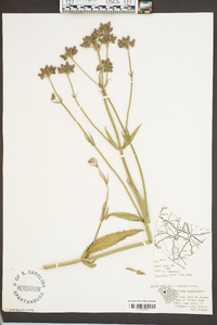 Verbena brasiliensis image