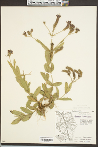 Verbena brasiliensis image