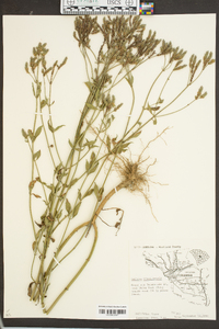 Verbena brasiliensis image