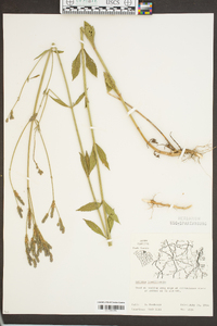 Verbena brasiliensis image