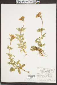 Verbena canadensis image