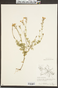 Glandularia pulchella image