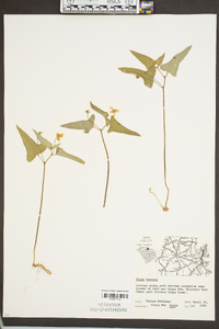 Viola hastata image