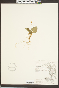 Viola macloskeyi var. pallens image