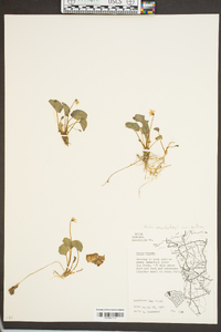 Viola macloskeyi var. pallens image