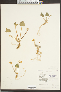 Viola palmata var. triloba image