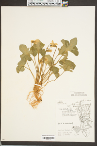 Viola palmata var. triloba image