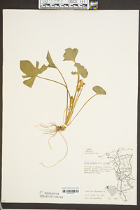 Viola palmata var. triloba image