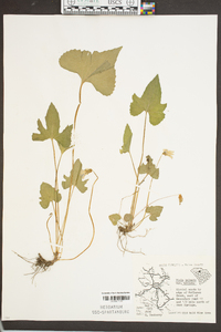 Viola palmata var. triloba image