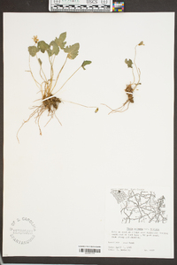 Viola palmata var. triloba image