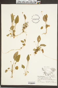 Viola primulifolia image