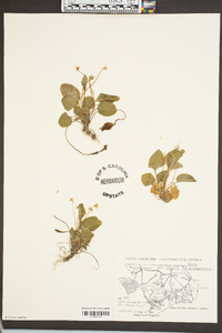 Viola primulifolia image