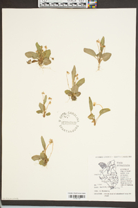 Viola primulifolia image