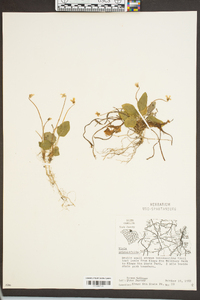 Viola primulifolia image