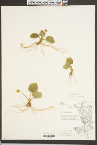 Viola rotundifolia image