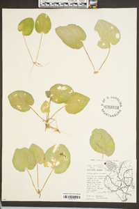 Viola rotundifolia image