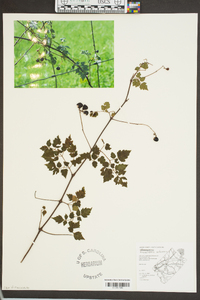 Ampelopsis arborea image