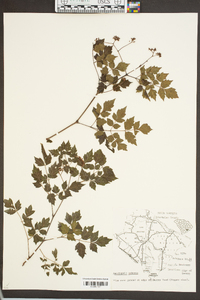 Ampelopsis arborea image