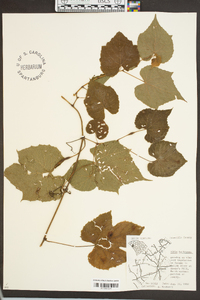 Vitis cinerea image