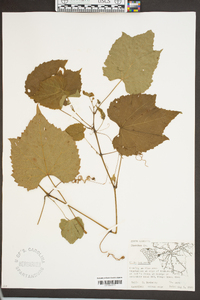 Vitis cinerea var. baileyana image