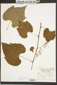 Vitis cinerea image