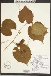 Vitis cinerea image