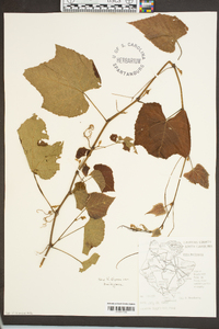 Vitis cinerea var. baileyana image