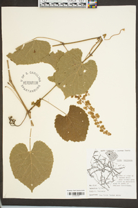 Vitis cinerea image