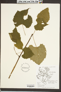 Vitis cinerea var. baileyana image