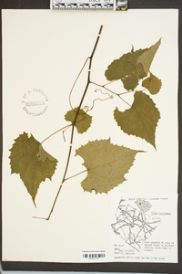 Vitis cinerea image