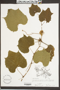 Vitis cinerea image