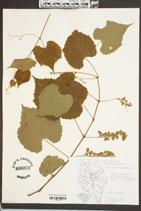 Vitis cinerea var. baileyana image