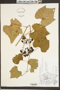 Vitis cinerea var. baileyana image