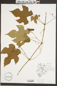 Vitis cinerea image