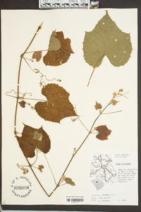 Vitis cinerea image