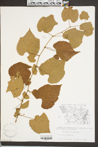 Vitis cinerea var. baileyana image