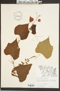 Vitis cinerea image