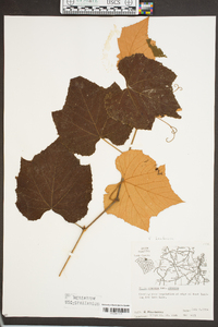 Vitis labrusca image