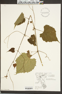 Vitis cinerea var. baileyana image