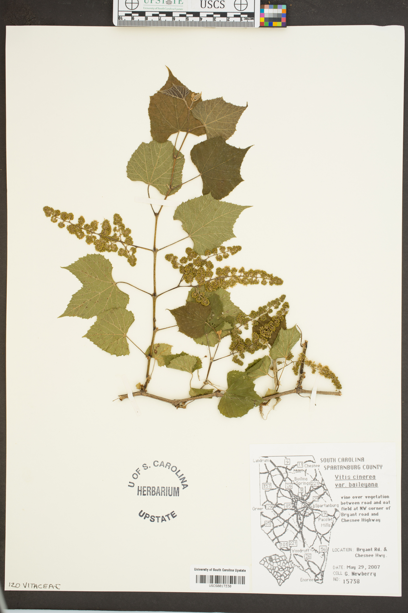 Vitis cinerea var. baileyana image