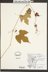 Vitis cinerea image