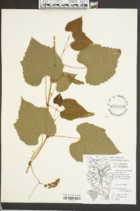 Vitis cinerea image