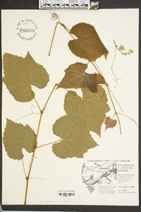 Vitis cinerea var. baileyana image