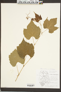 Vitis cinerea var. baileyana image