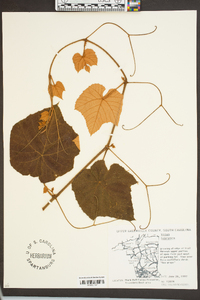 Vitis labrusca image