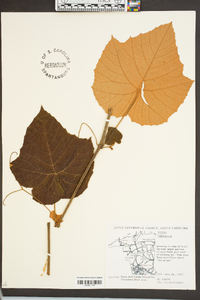 Vitis labrusca image