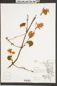 Vitis labrusca image