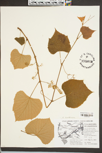 Vitis labrusca image