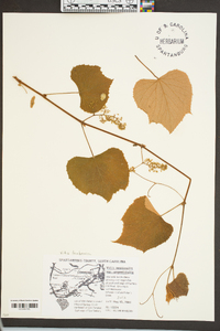 Vitis labrusca image