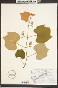 Vitis labrusca image